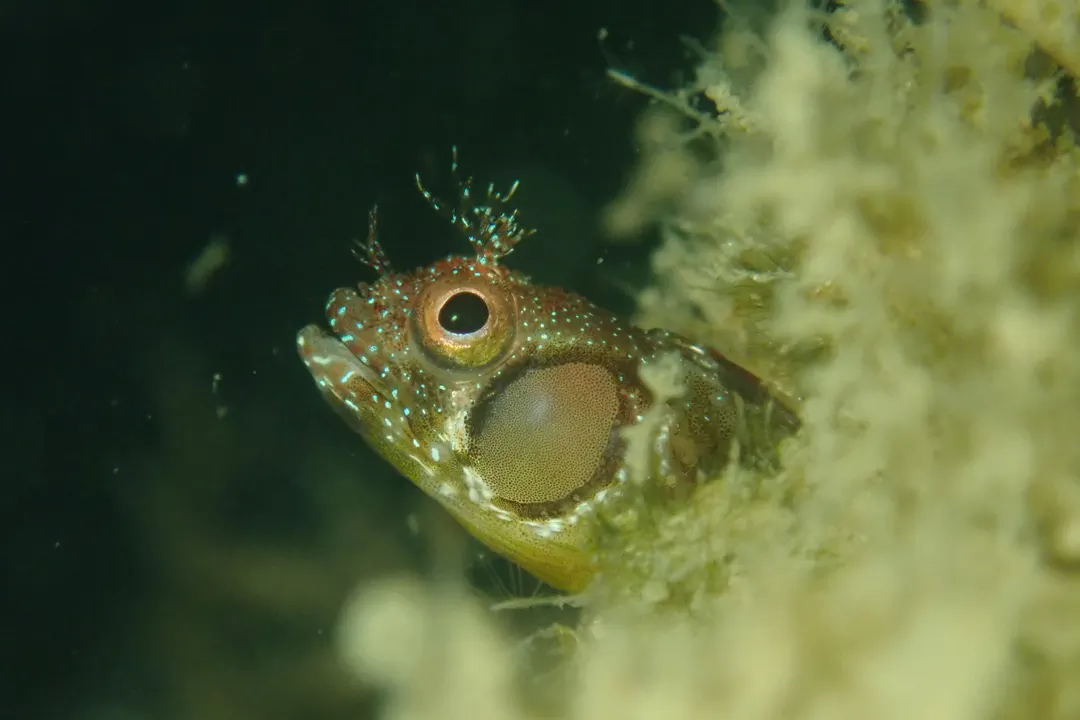 Browncheek Blenny