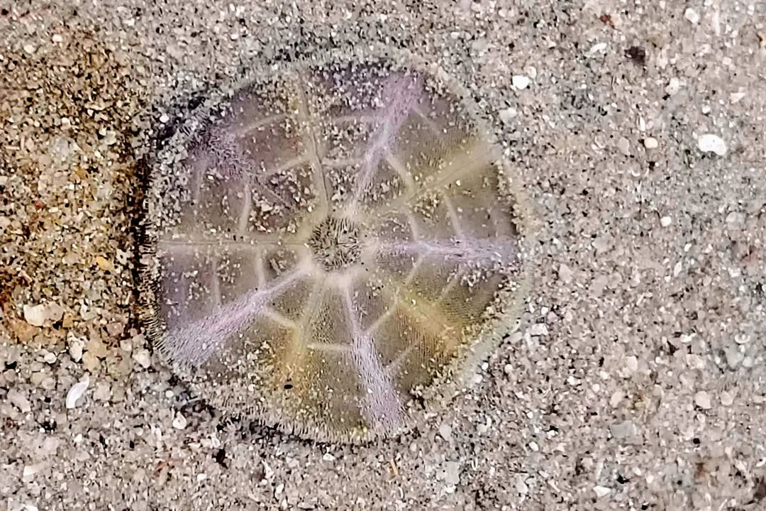 Cake Sand Dollar