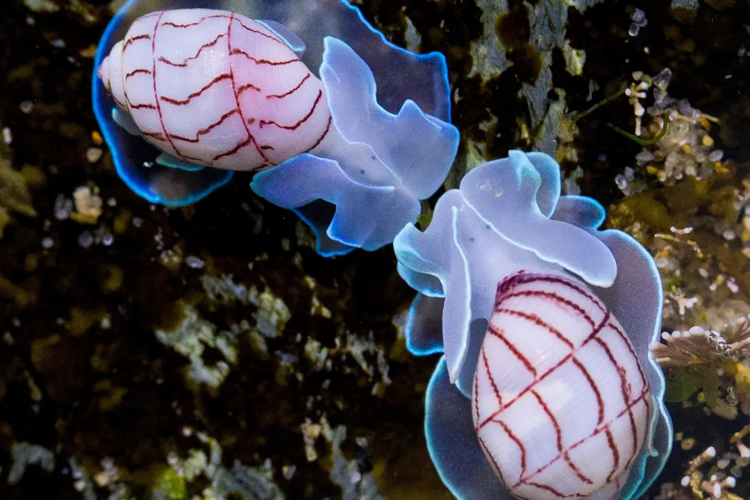 Red-lined Bubble Snail