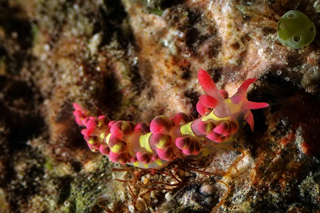 Limenandra barnosii (Limenandra barnosii)
