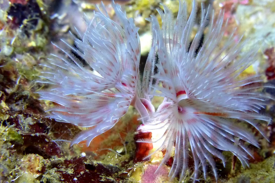 Red Fanworm