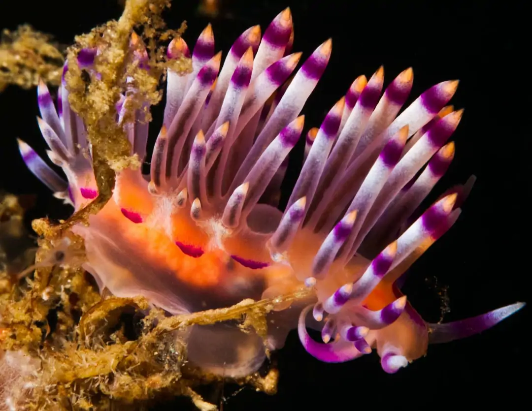 Seabook: Purple Flabellina