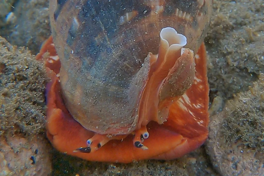 Contracted Cowry Helmet (Cypraecassis coarctata)