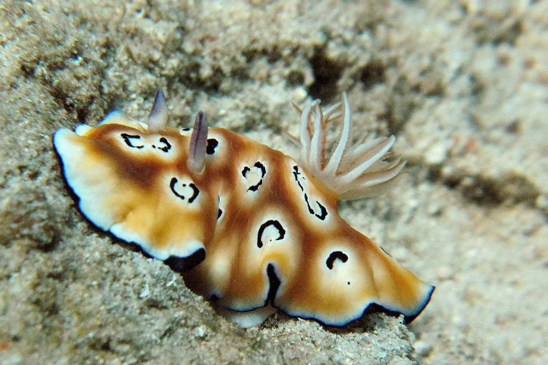 Leopard Nudibranch (Goniobranchus leopardus)