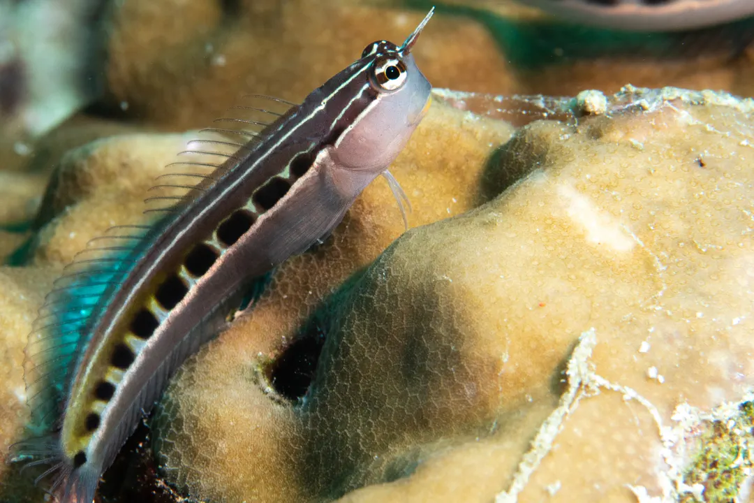 Lined Combtooth Blenny (Ecsenius lineatus)