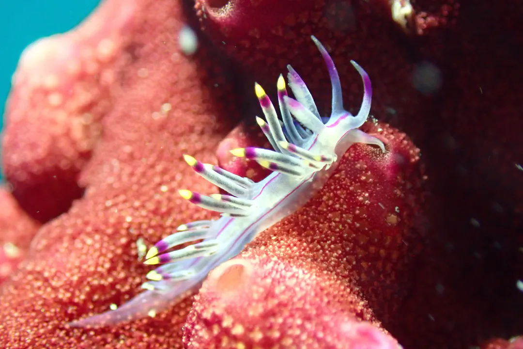Purple Flabellina (Flabellina rubrolineata)