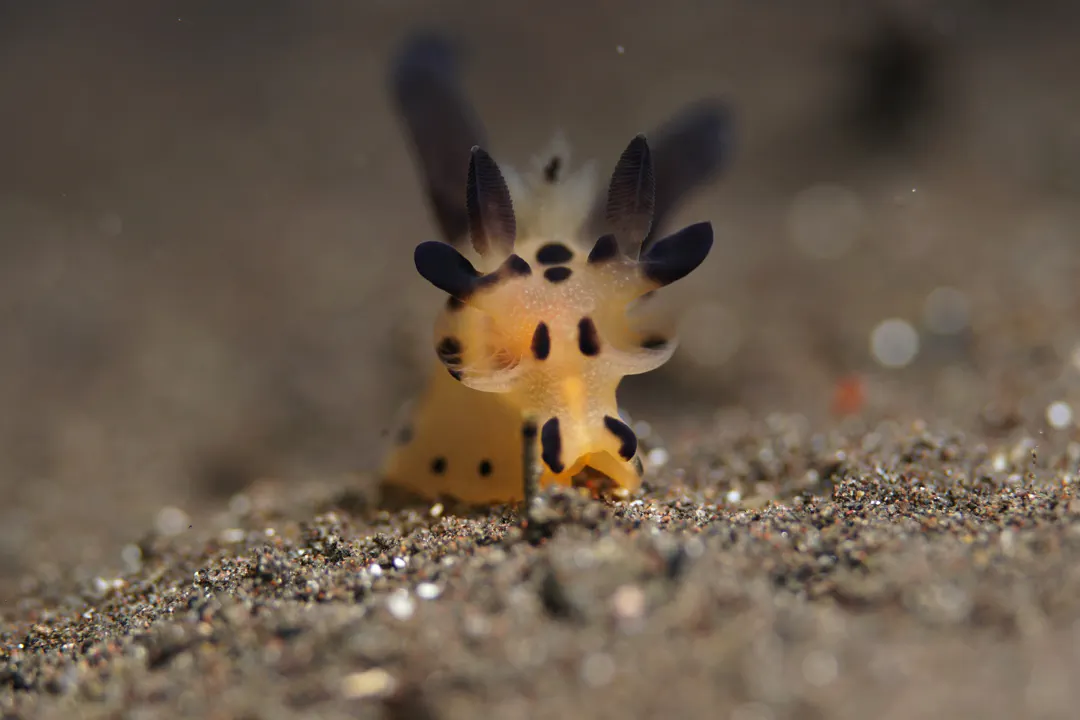True Pikachu Nudibranch (Thecacera pikachu)