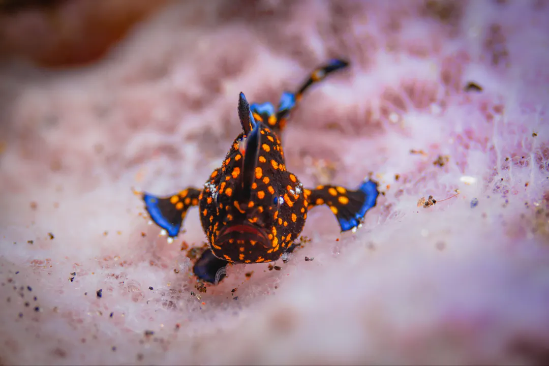 Painted Frogfish (juvenile) (Antennarius pictus)