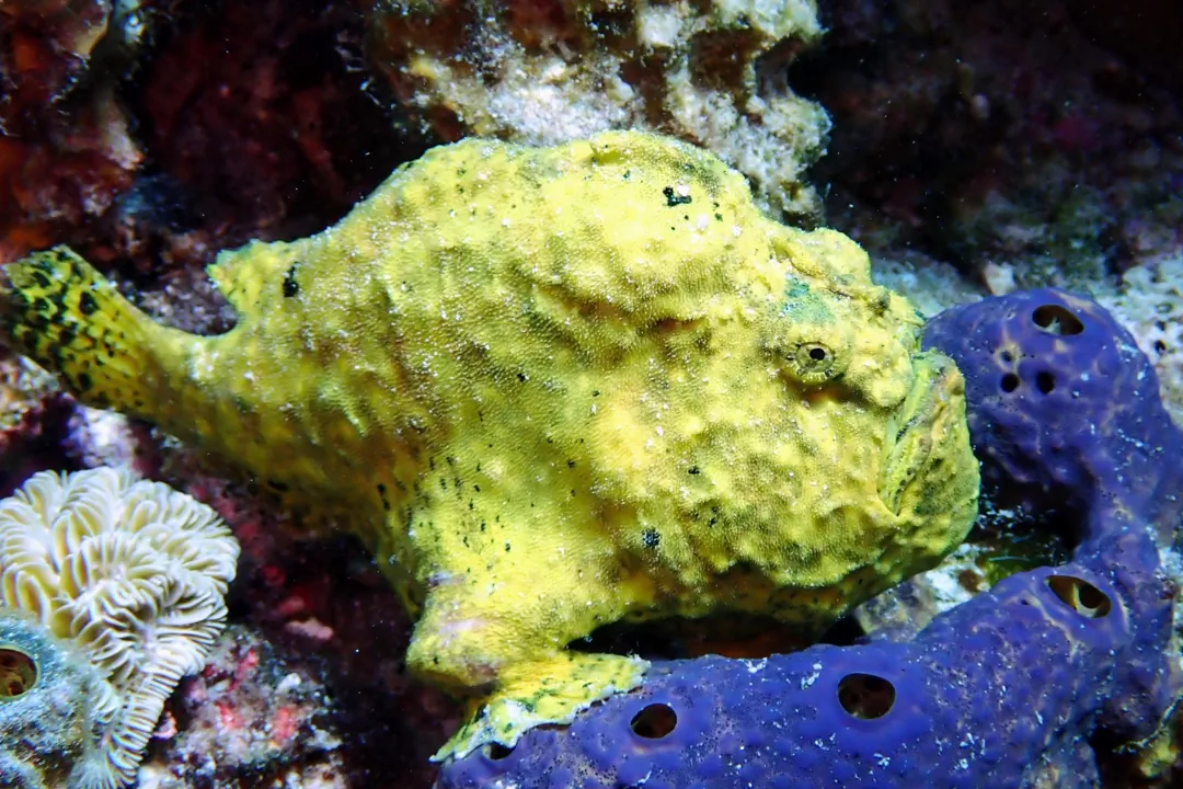 Longlure Frogfish (Antennarius multiocellatus)