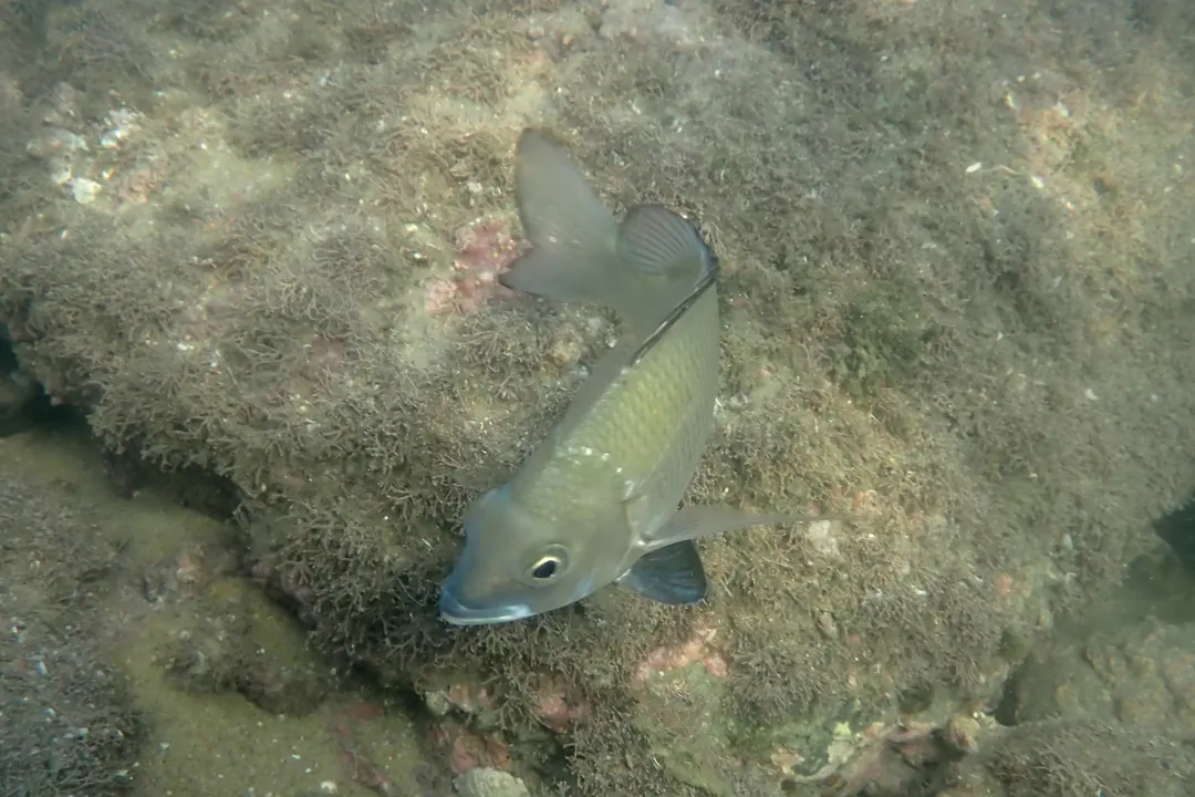 Pikey Bream