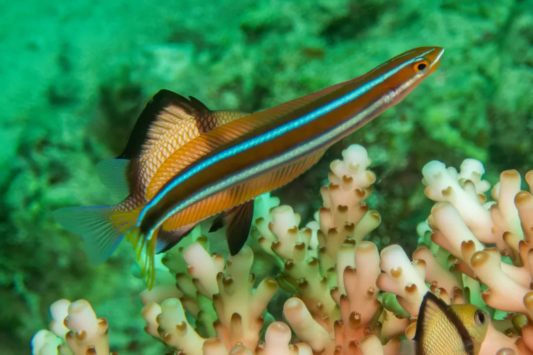 Bluestriped Fangblenny