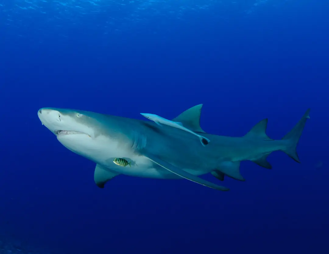 Seabook: Sicklefin Lemon Shark