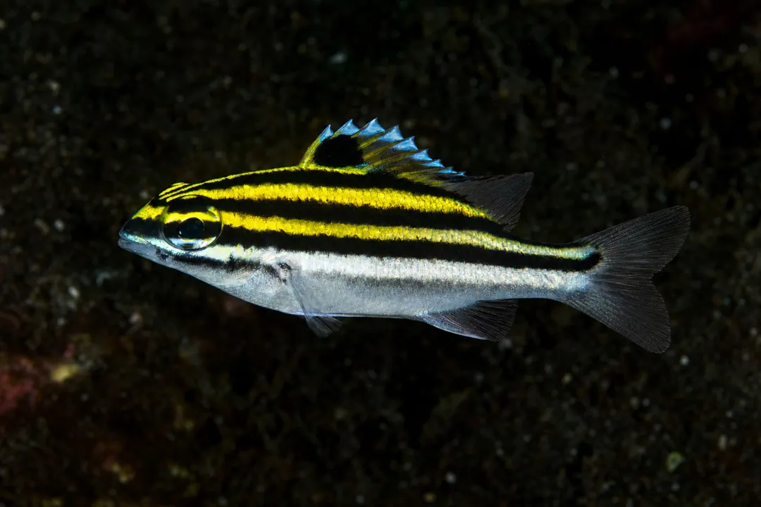 Two-lined Monocle Bream (juvenile)