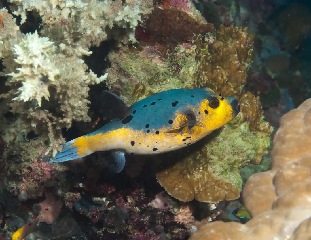 Seabook: Blackspotted Puffer (yellow-blue)