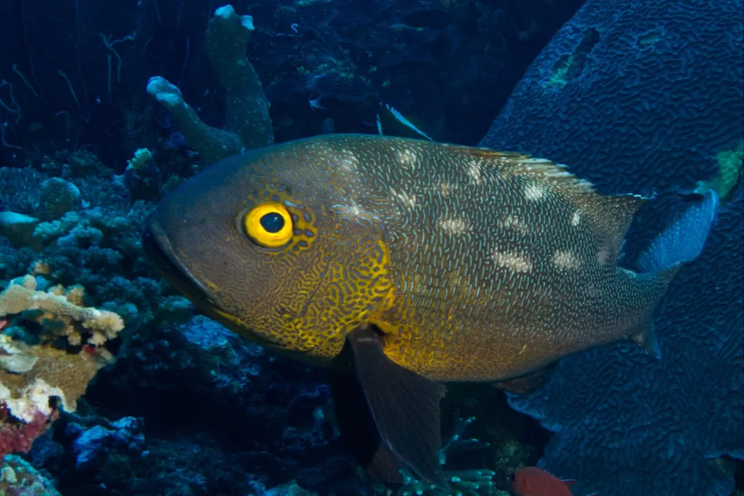 Midnight Snapper (Macolor macularis)