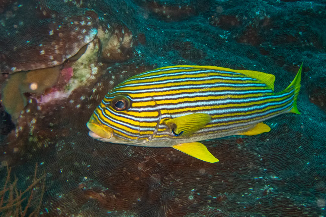 Ribbon Sweetlips (Plectorhinchus polytaenia)