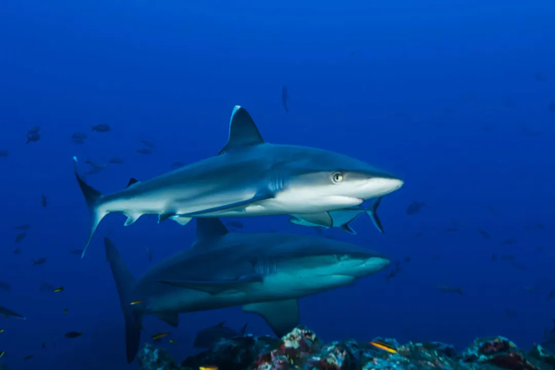 Silvertip Shark (Carcharhinus albimarginatus)