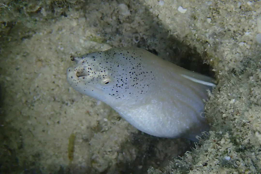 White Ribbon Eel (Pseudechidna brummeri)