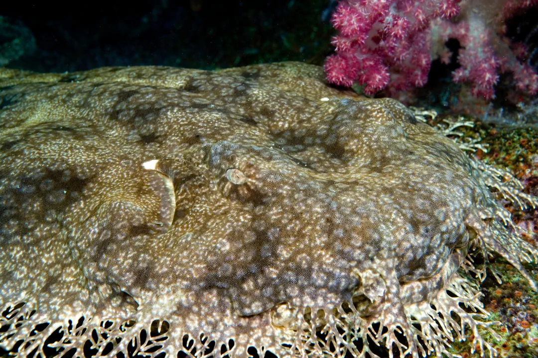 Tasselled Wobbegong (Eucrossorhinus dasypogon)