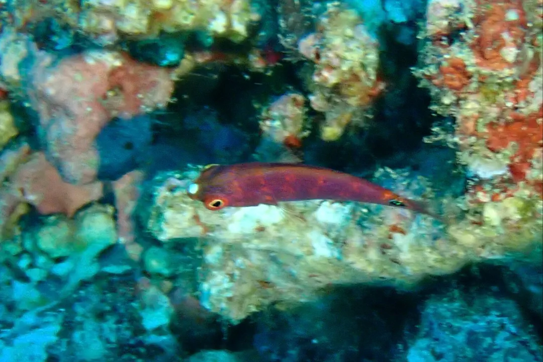Exquisite Wrasse (juvenile)