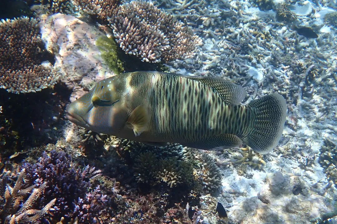 Napoleon Wrasse (pale)