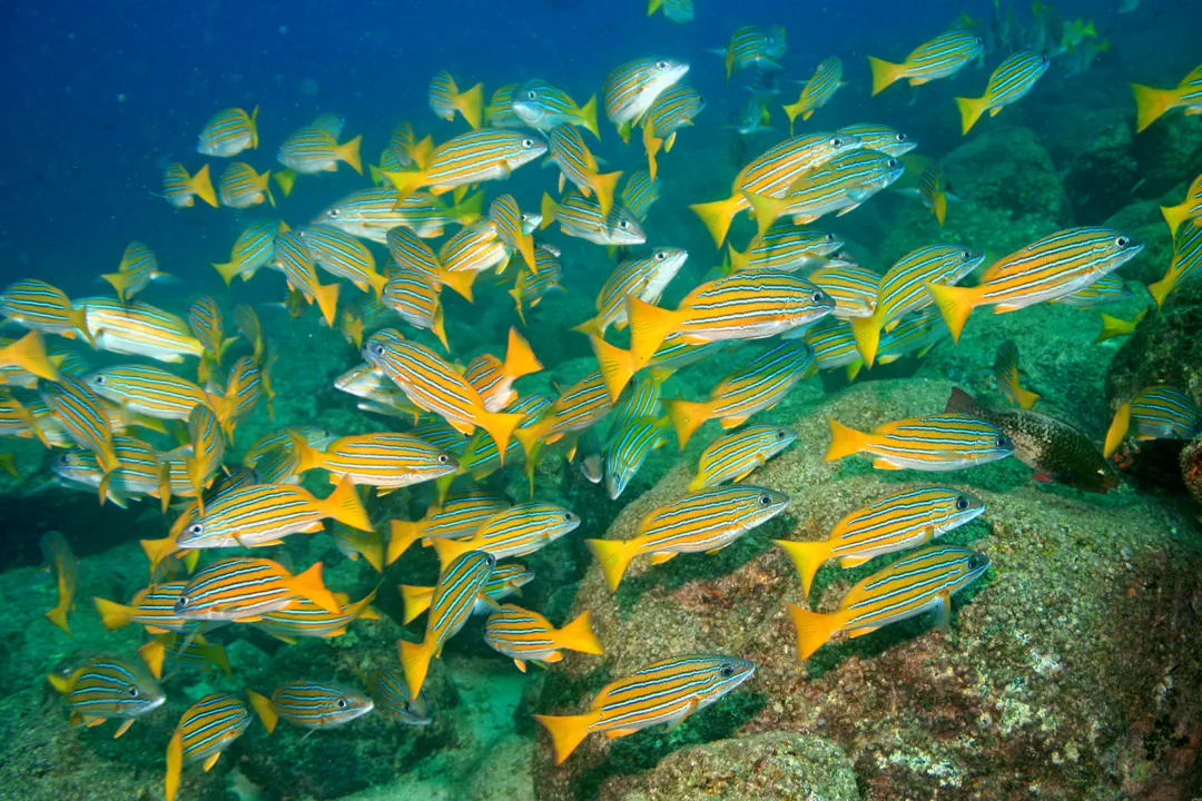 Blue-and-gold Snapper