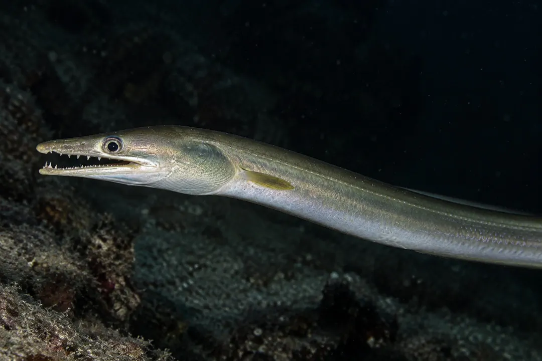 Common Pike Eel (Muraenesox bagio)