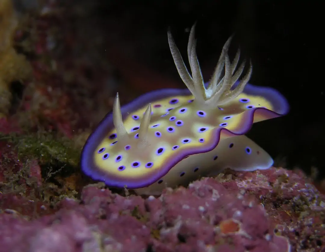 Seabook: Kuni's Nudibranch