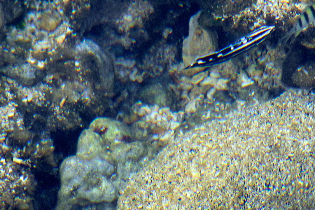 Blackstripe Coris
