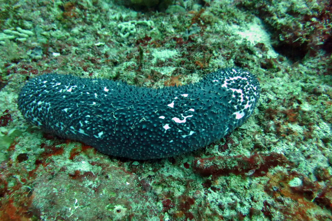 Blue Sea Cucumber