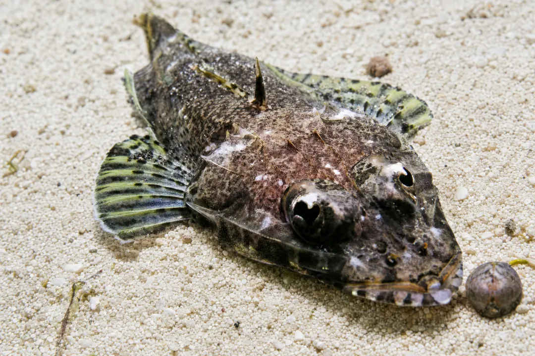 Thorny Flathead (Rogadius pristiger)