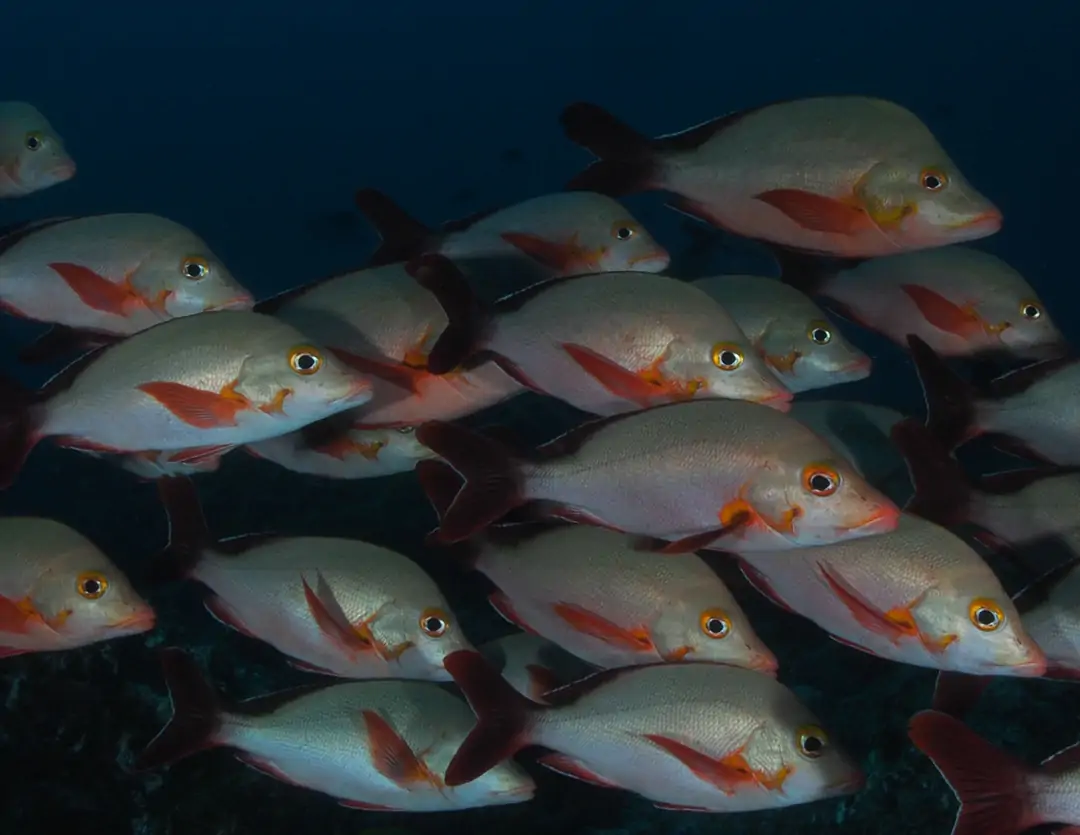Seabook: Humpback Red Snapper