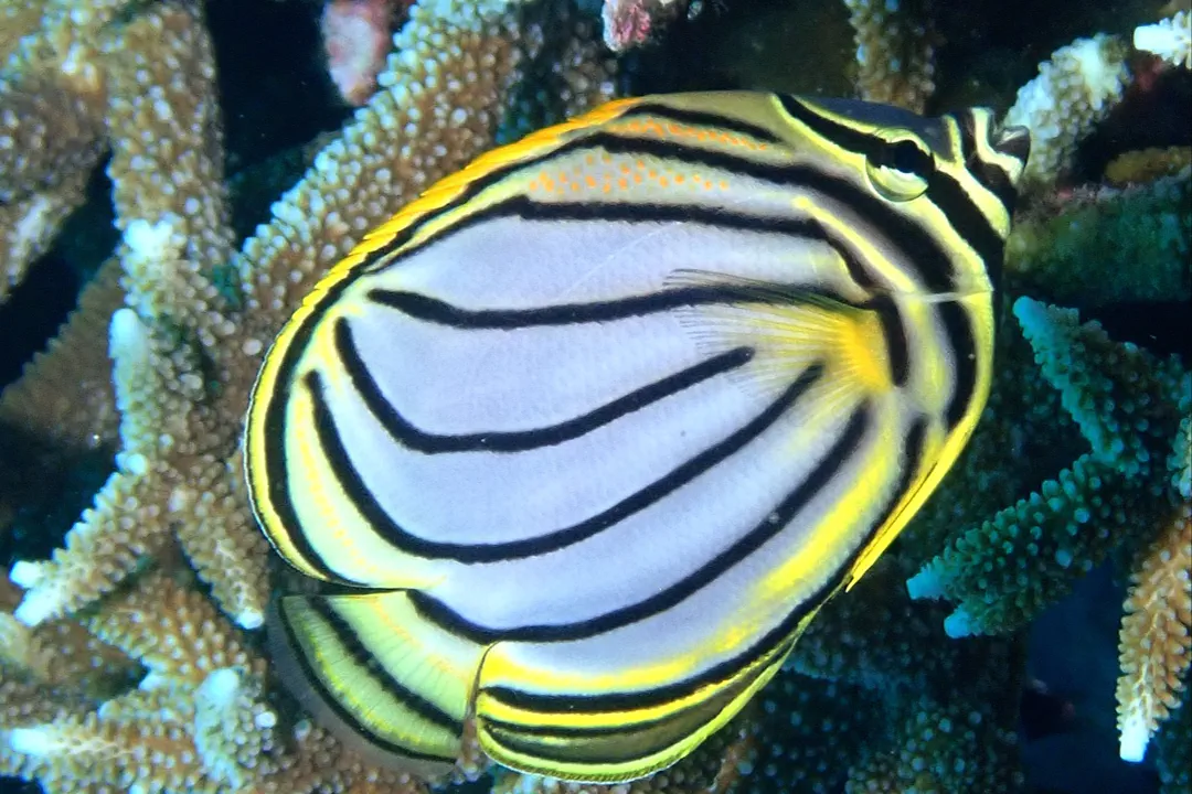 Meyer's Butterflyfish (Chaetodon meyeri)