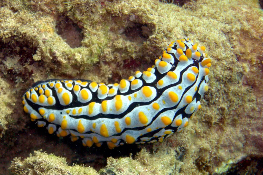 Varicose Wart Slug (Phyllidia varicosa)