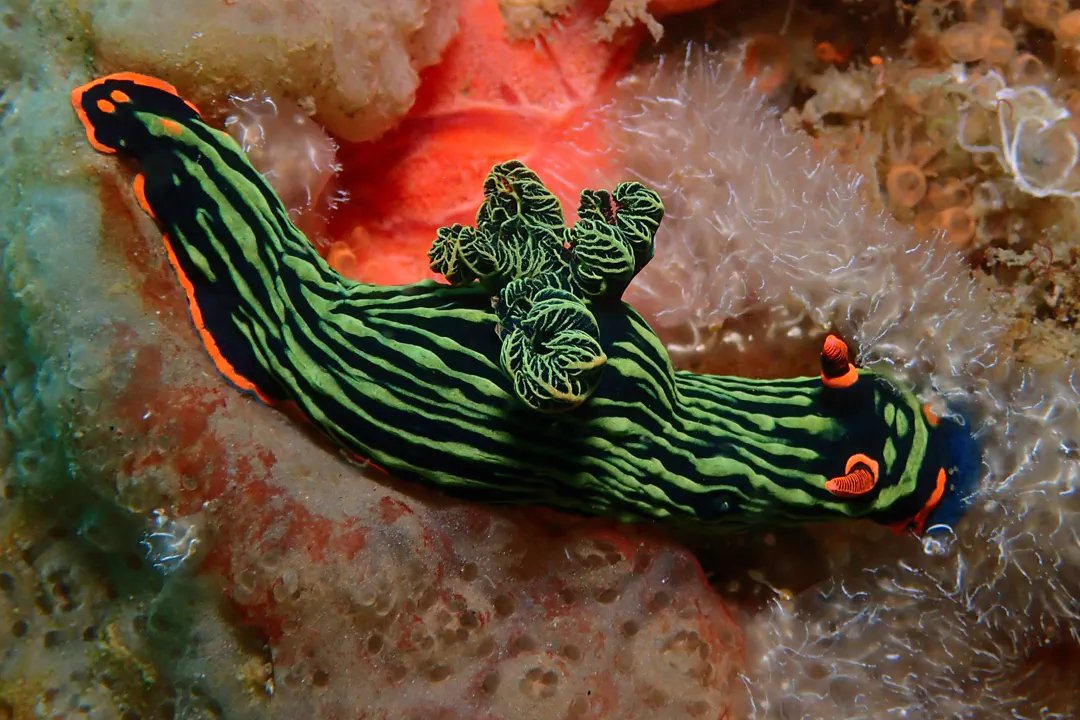 Dusky Nembrotha