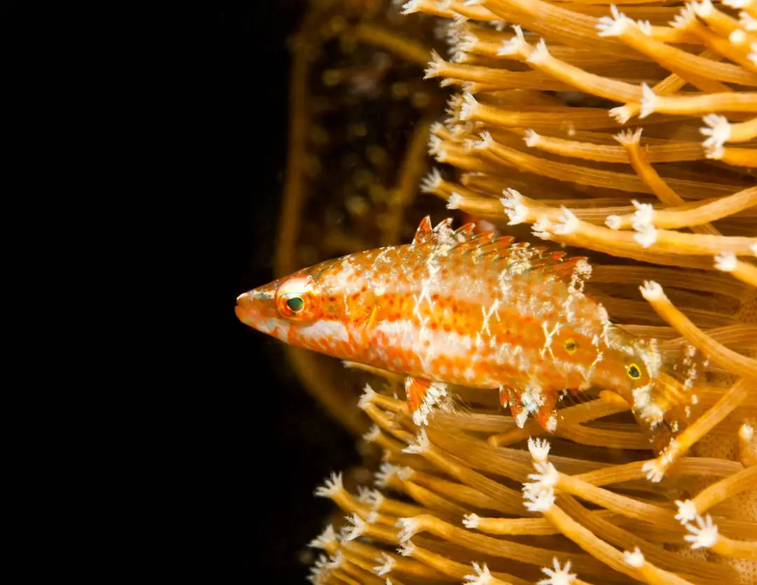 Seabook: Oriental Wrasse