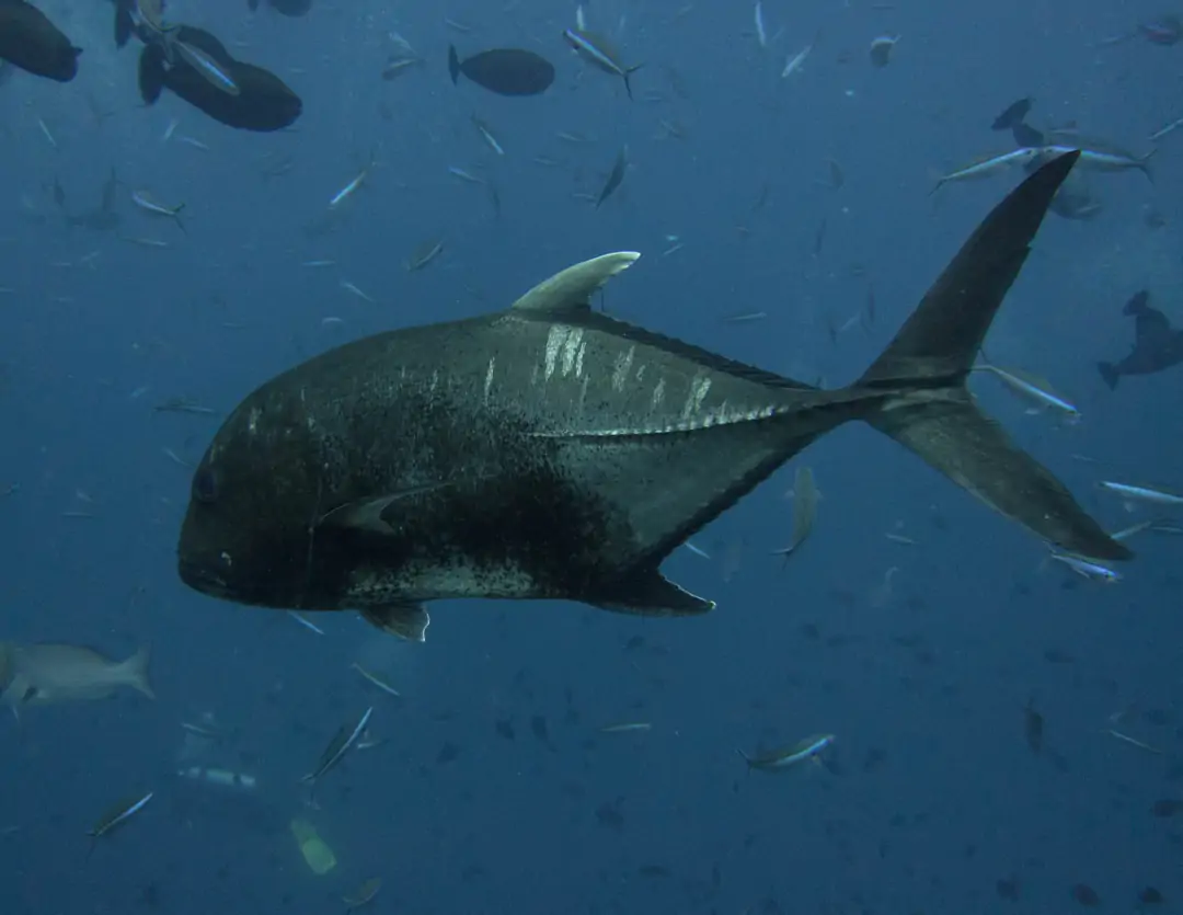 Seabook: Giant Trevally (male)