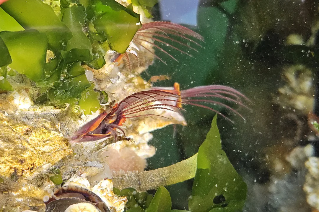 Giant Acorn Barnacle