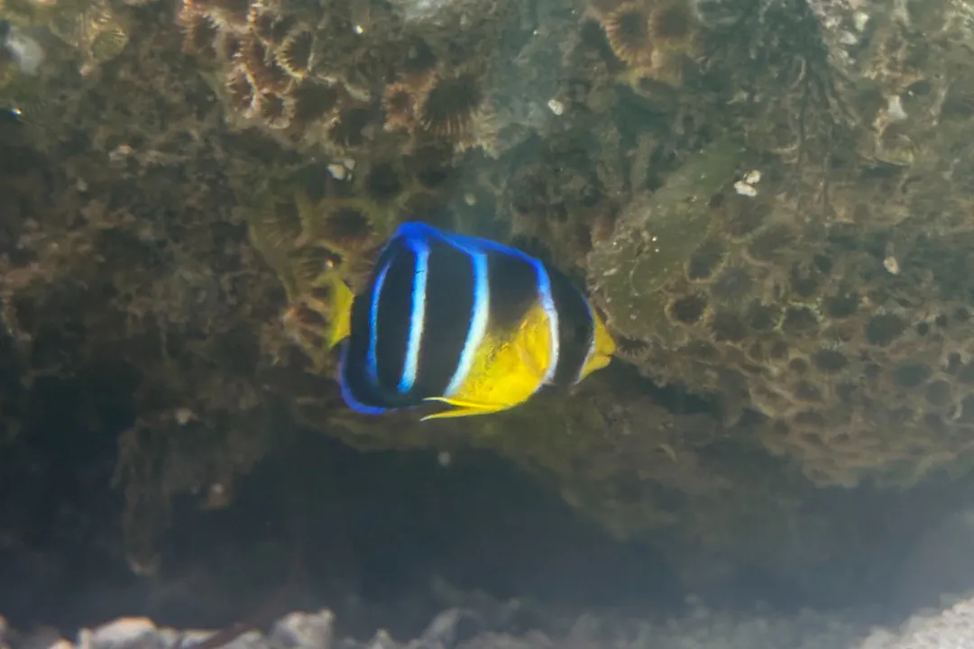 Bermuda Blue Angelfish (juvenile)