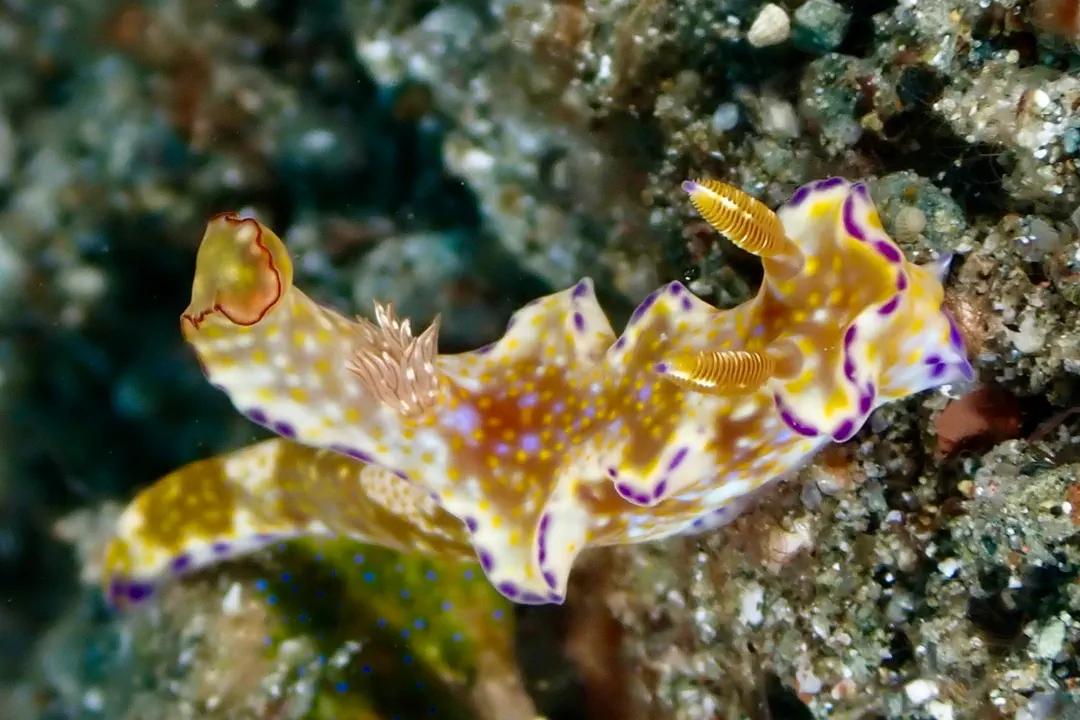 Many-Lobed Ceratosoma (Ceratosoma tenue)
