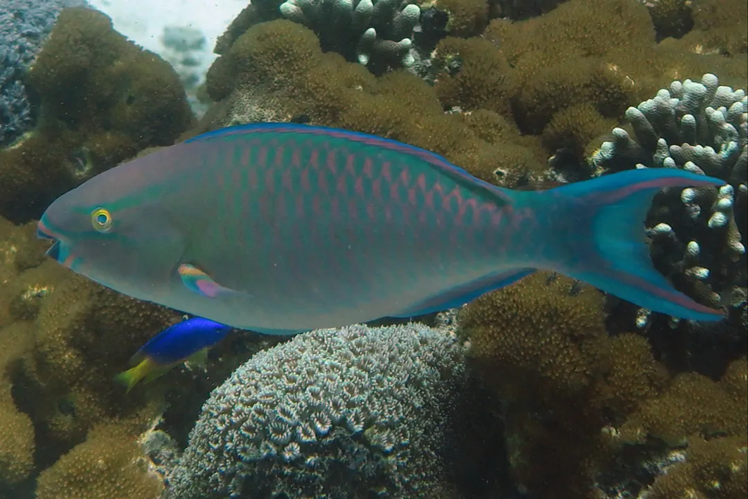 Tricolour Parrotfish (male) (Scarus tricolor)