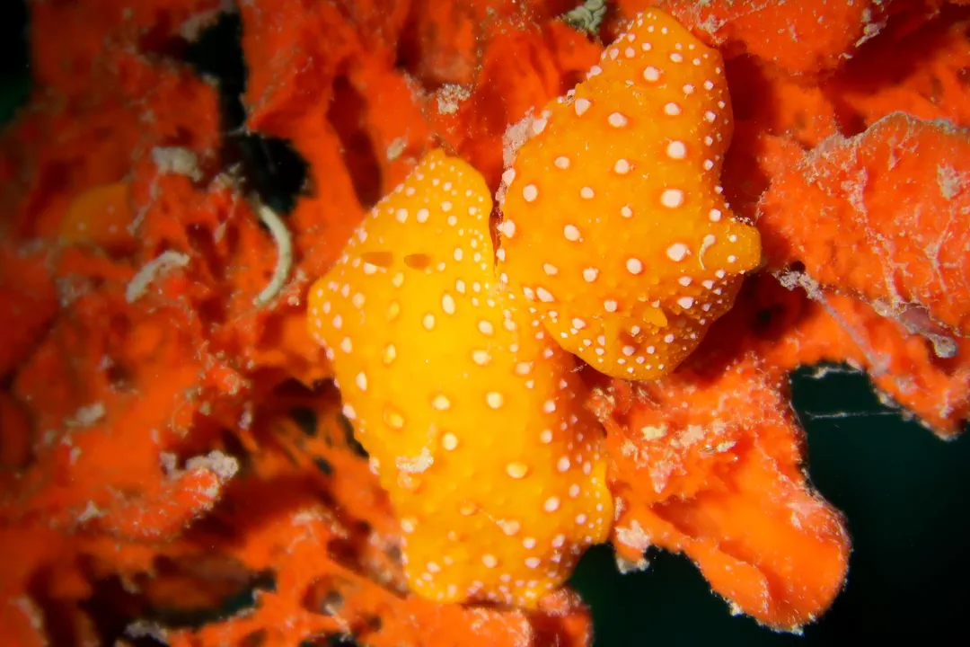 White-spotted Yellow Wart Slug (Phyllidia flava)