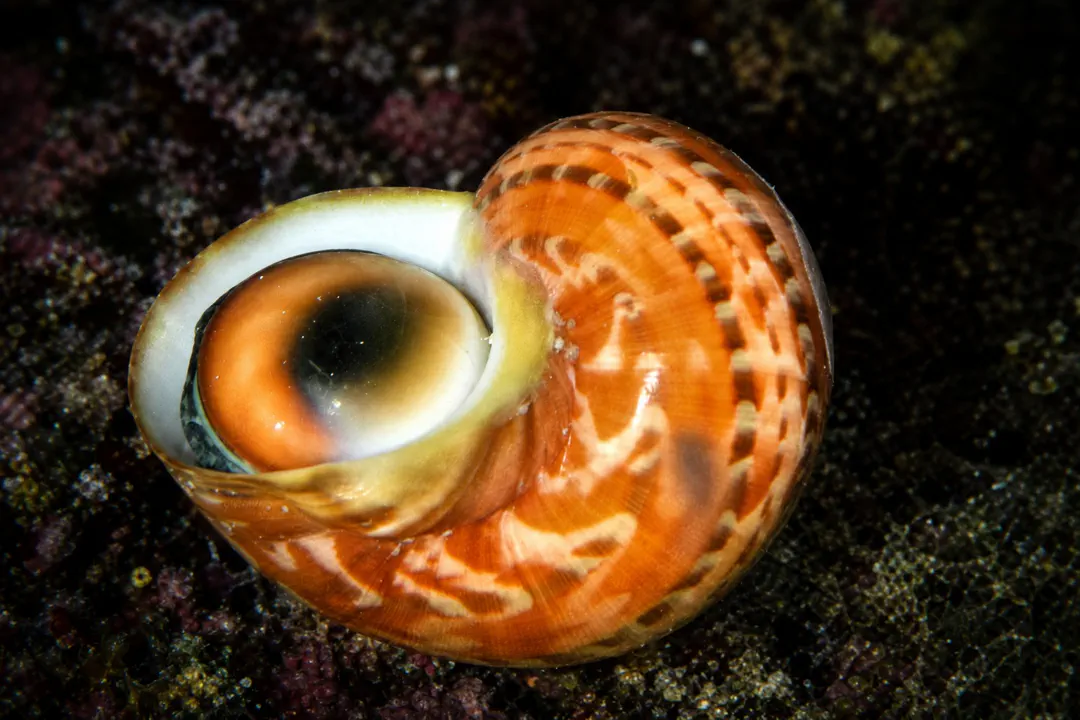 Tapestry Turban Snail