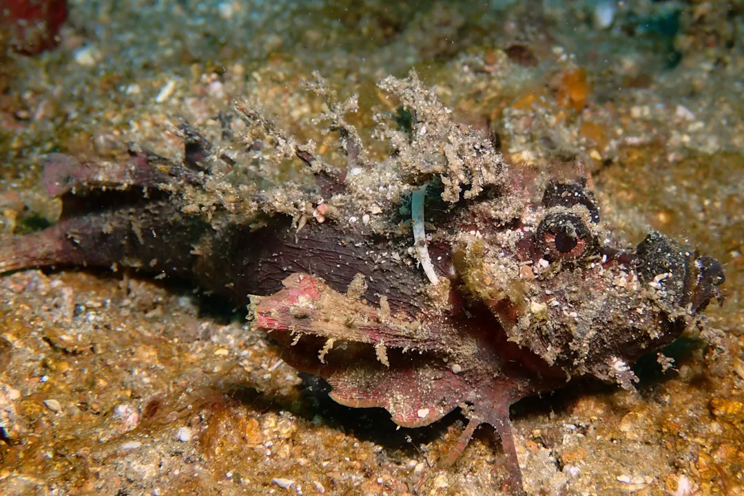 Devil Stinger (brown)