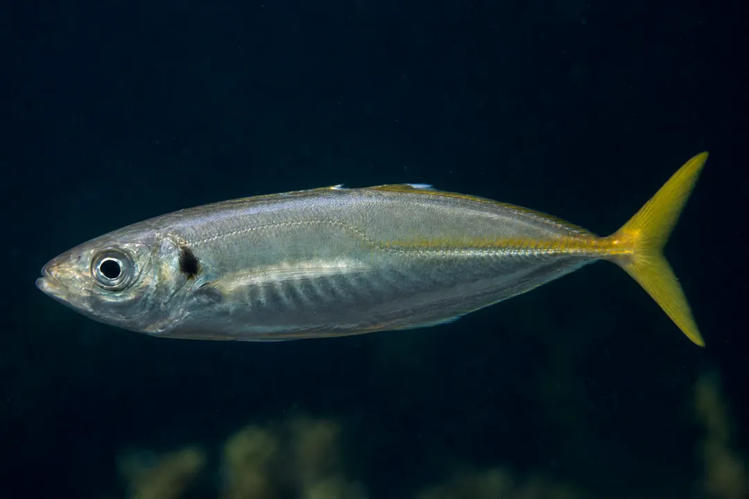 Yellowtail Scad (Trachurus novaezelandiae)