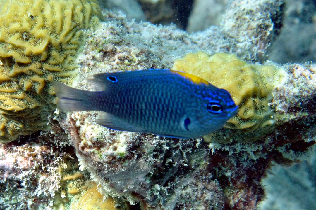 Indian Damsel (Pomacentrus indicus)