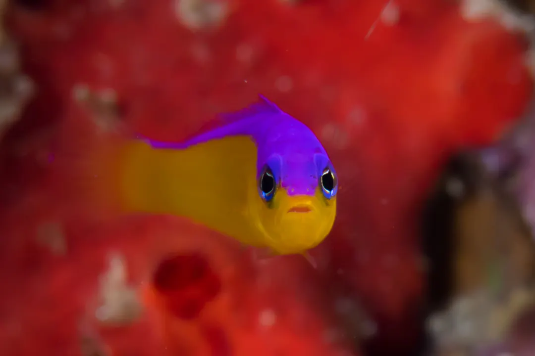 Diadem Dottyback