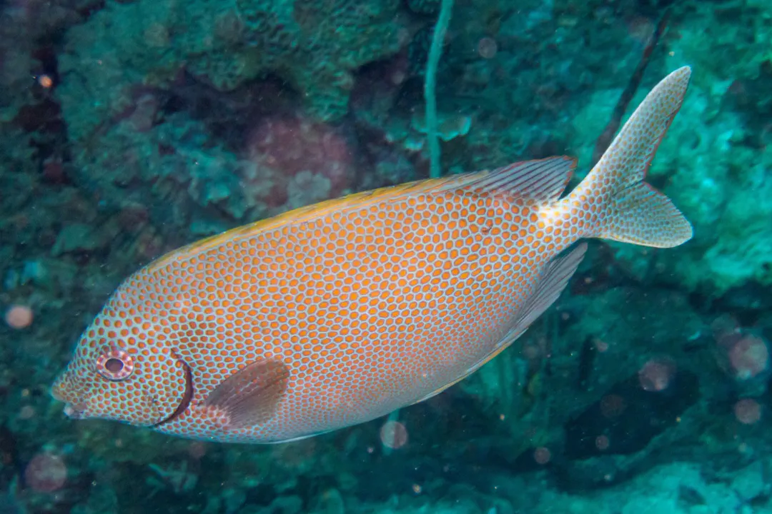 Spotted Rabbitfish (Siganus punctatus)