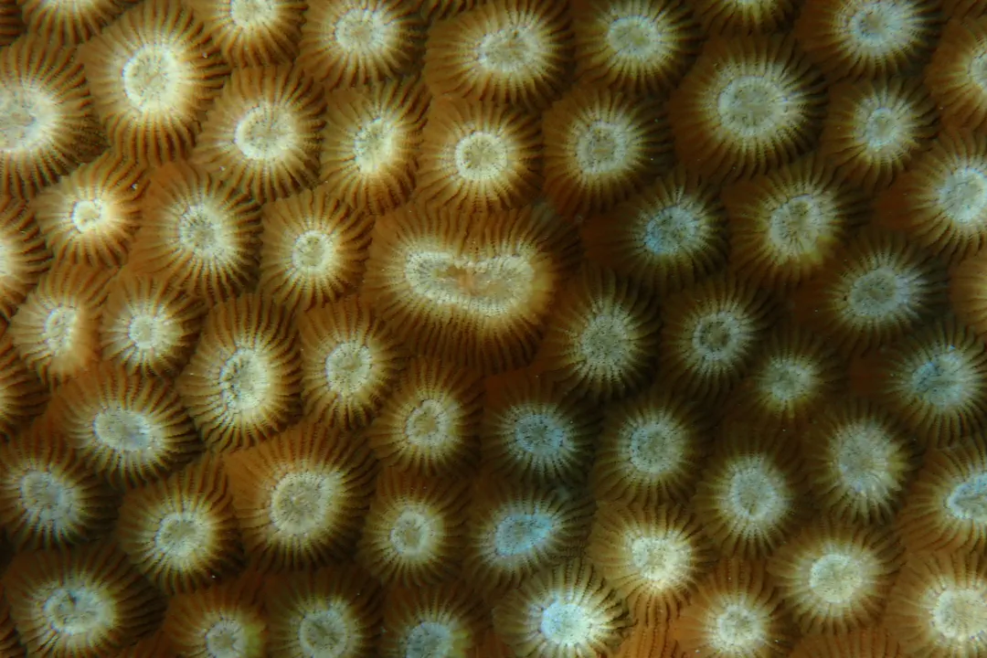 Diploastrea Brain Coral