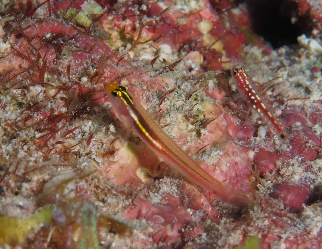Seabook: Miki's Pygmy-goby